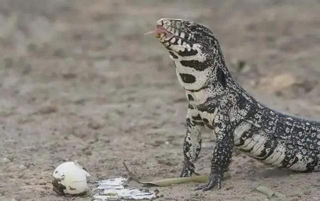 尼罗河巨蜥犯法吗:如果卵生动物亲眼看见自己下的蛋被吃掉或者毁掉，是什么反应？