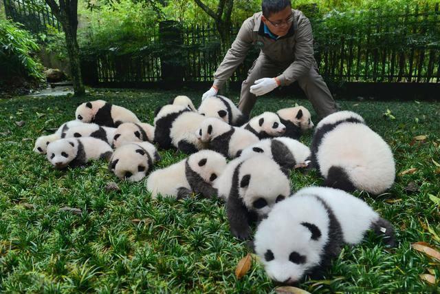 熊猫是食肉动物吗，熊猫在熊科动物中战斗力能排第几