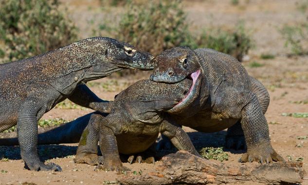 可摩多巨蜥是最大的蜥蜴吗，科莫多巨蜥和大型蟒蛇决斗，谁的胜算大一些