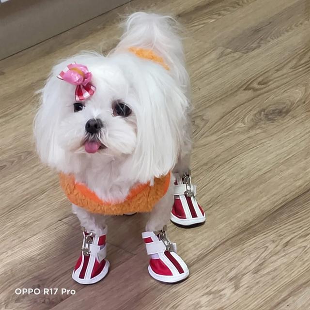 养狗之后，家里为什么会那么臭？插图4