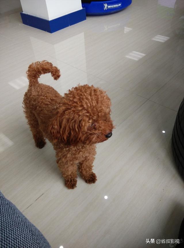 小鹿犬图片:小鹿犬缺钙喂鸡蛋可以吗？