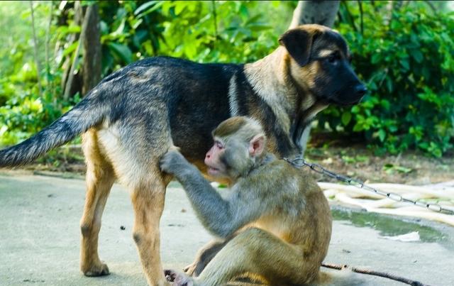 有人拍到了孙悟空的狗会，如果猴子和狗争地盘打群架，双方数量差不多的情况下哪一方会赢