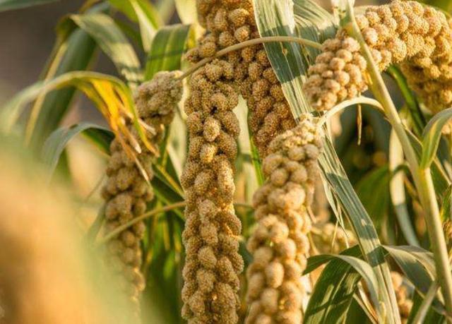 秦始皇时代的人们都吃些什么？主食蔬菜是如何烹饪的？插图33