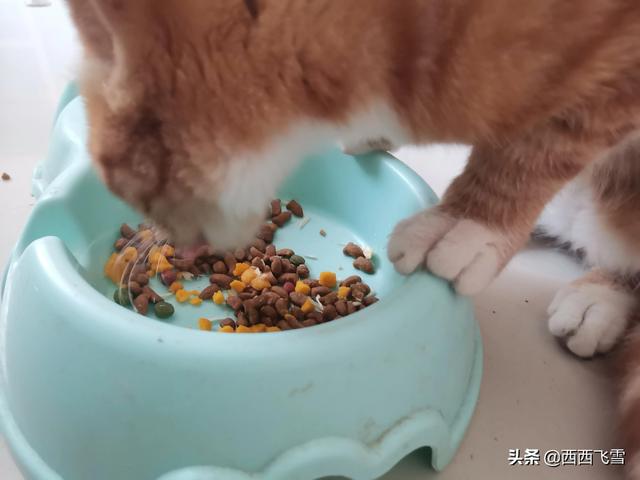 铃铛猫:该不该给猫戴项圈和铃铛？