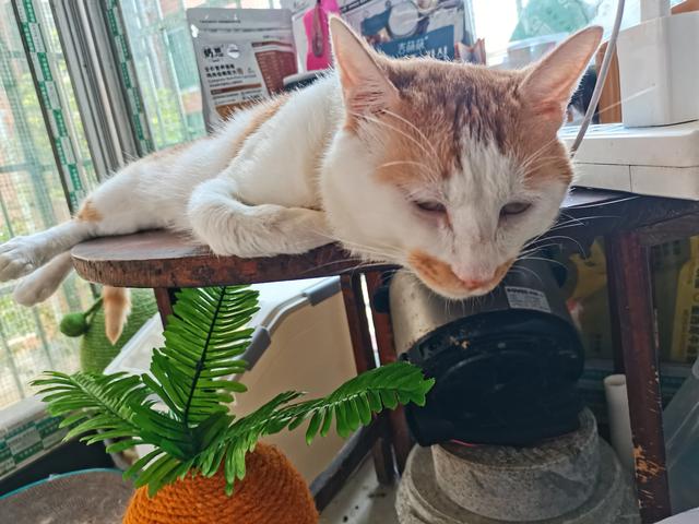 银渐层猫:银渐层猫贵贱看尾巴 家养银渐层皮肤反复出问题，已花费3千多，该不该继续治下去？
