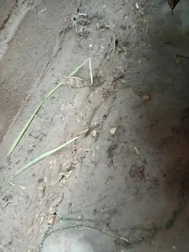 房间有山蛩虫用什么药:山蛩虫对农业有什么危害？