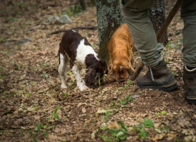 澳门格雷伊猎犬:养狗可以，但是不能影响别人生活，你认同吗？