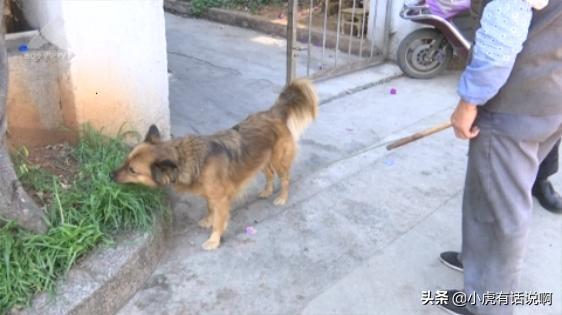 潘阳与狗:爱狗人士为什么喜欢与狗搂搂抱抱、与狗相吻？