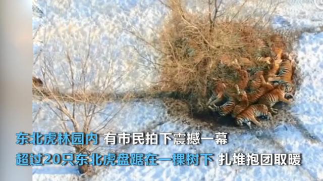 东北虎的资料卡片:东北地区冬季那么冷，野生东北虎能抗过去吗？