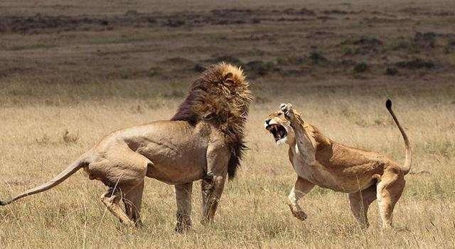 头条问答 - 据说泰森的重拳将近一吨,如果棕熊和狮子,老虎头部挨到