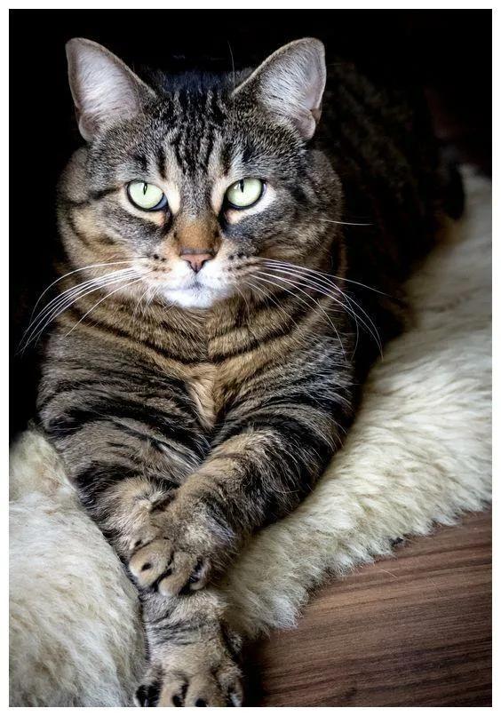 你什么时候被猫的智商震惊了？插图35