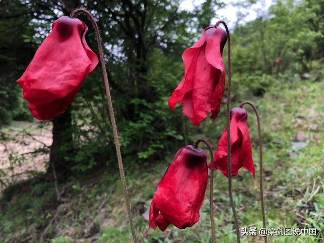 空间宠物奥斯卡鲜花:在酒吧喊一次“这轮酒我请”大概得花多少钱？