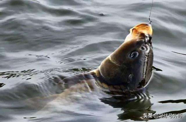 鱼类是哑巴还是没有痛神经,为什么在被杀时没有撕心裂肺的惨叫?