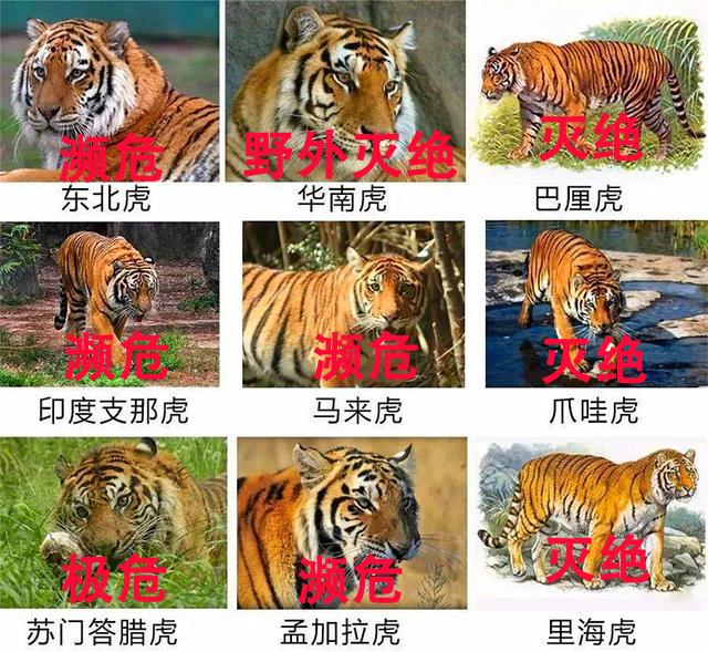 @太原人,你知道吗？数量最多的虎、个头最大的虎…都是什么虎？