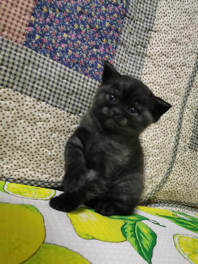 我们家猫咪快要生了，跟前跟后的一直望着我叫，给猫粮也不吃了。是什么原因？插图40