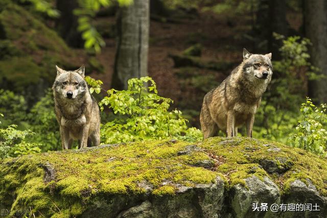 麦当劳爷爷恐怖下半身，野外遇到狼，应该转身就跑还是正面搏斗普通人有活命的机会吗