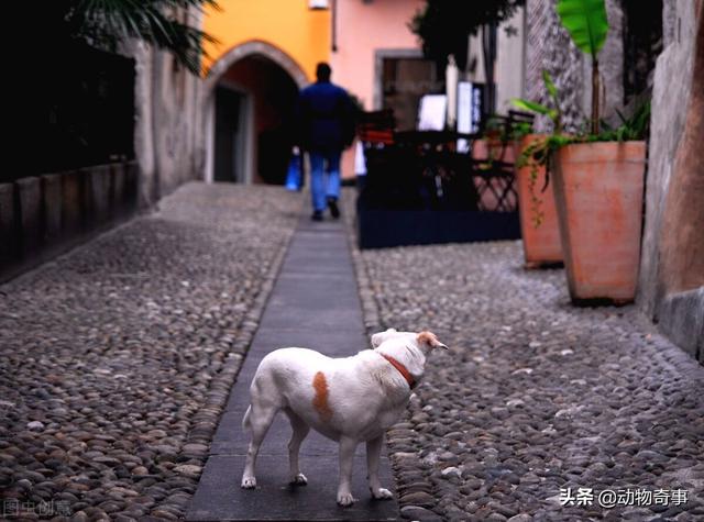 大家听过或经历过最感人的动物报恩的故事是什么？插图27