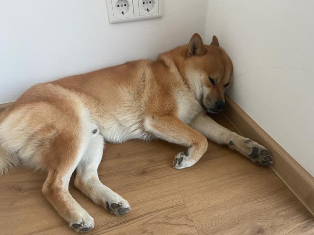 家里养狗,将狗安置在哪个位置比较合适？