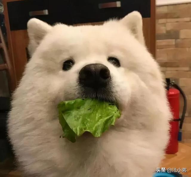狗狗每晚都过来上我视频在线看:主人不在家时，宠物狗会不会想主人呢？