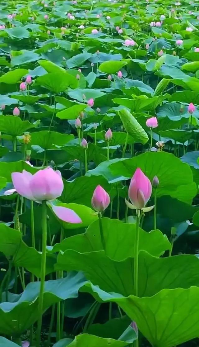 绿色护眼养眼壁纸美美哒其他网友回答:用了很长时间的锁屏壁纸其他