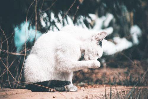 老虎埋自己的便便吗？插图15