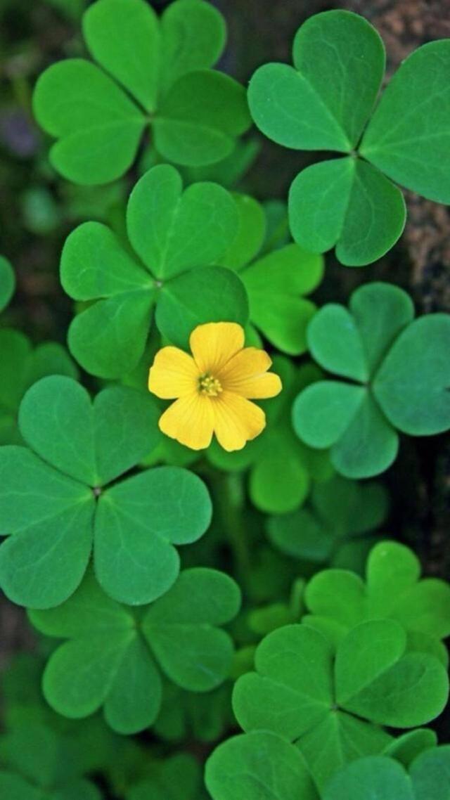 绿色护眼养眼壁纸美美哒其他网友回答:这是我用过的壁纸,有喜欢的吗?