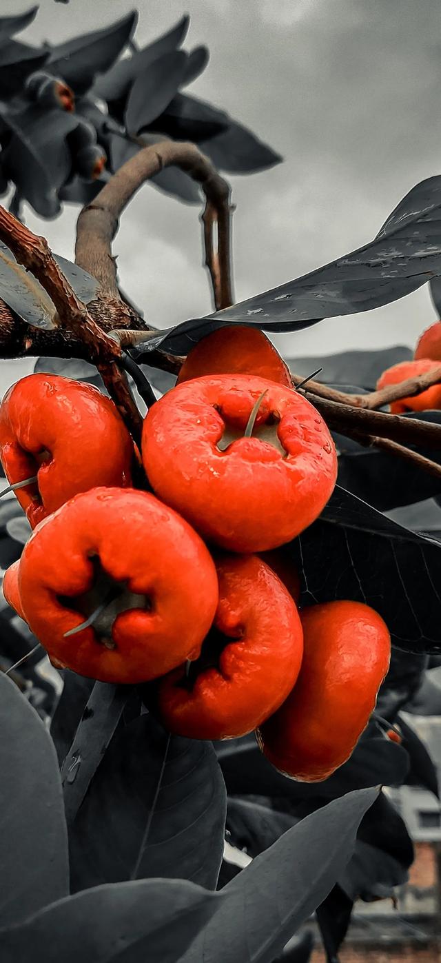 那些买iPhone12 mini的用户，如今用的怎么样？插图16