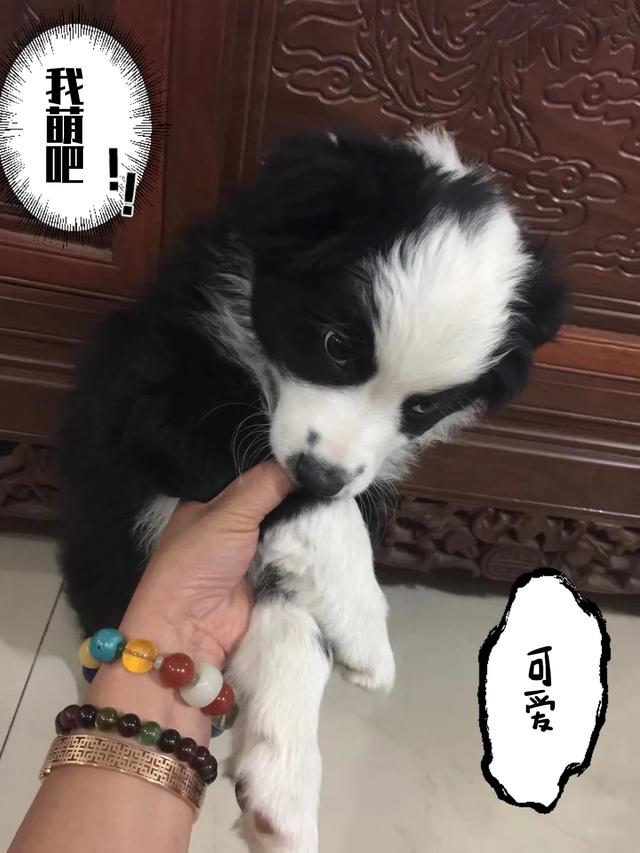 边境牧羊犬好不好的:边境牧羊犬除了聪明，还有什么优点？