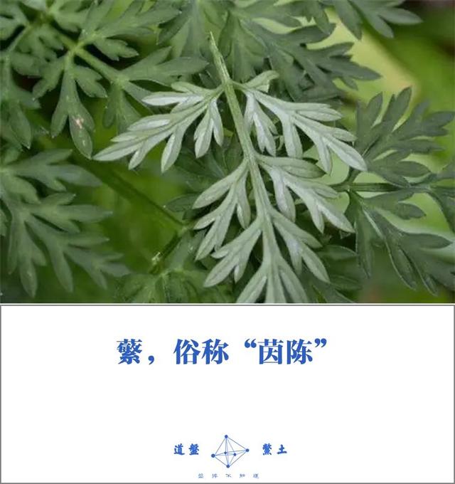 秦始皇时代的人们都吃些什么？主食蔬菜是如何烹饪的？插图22