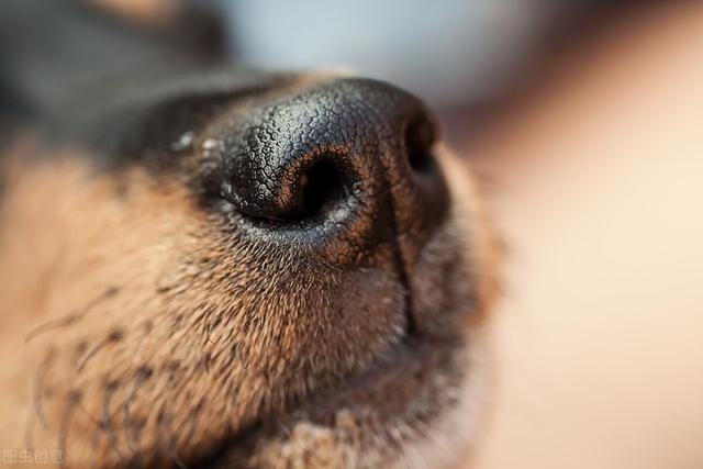 缉毒犬偷吃薯条:有哪些奇怪的动物行为，没有多少人知道？