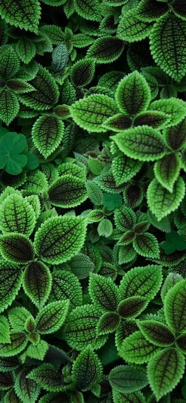 能否分享一下翡翠绿颜色的壁纸?-惠修网