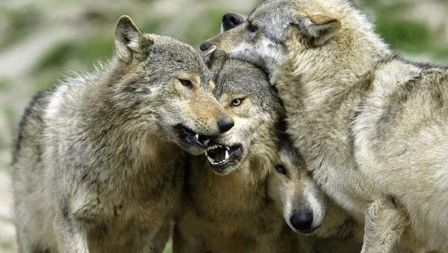 鬣狗和狼哪个更厉害?