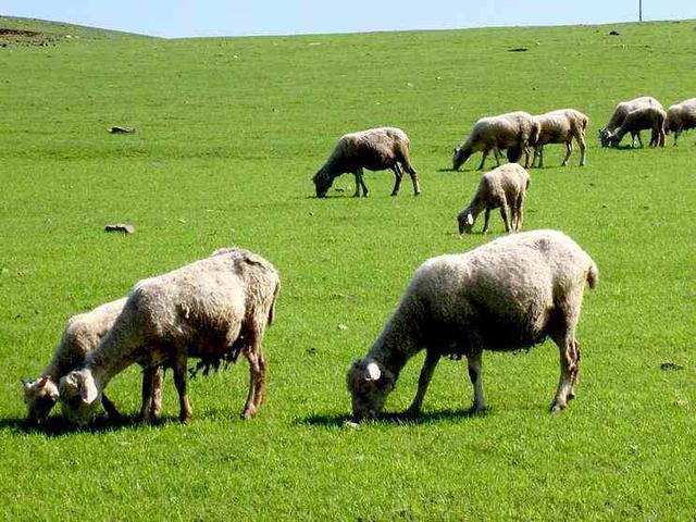 拥有海量铁矿石的澳大利亚为何不自己炼钢，从而创造更多的利润？插图25