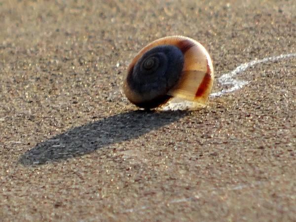 为什么没人吃大蜗牛，听说碰一下非洲大蜗牛，可能会得脑膜炎，到底是真是假