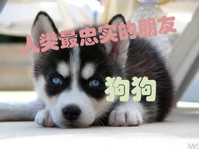 大家听过或经历过最感人的动物报恩的故事是什么？插图21