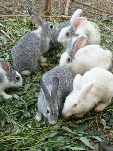 兔子繁殖能力超强，如果把100只家兔放在野外，几年后会怎样？