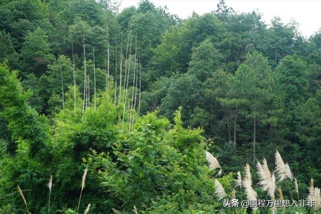 南京艾贝尔宠物医院鼎新路:为什么越来越多的人后悔在农村建房，假如是你，该怎样选择？