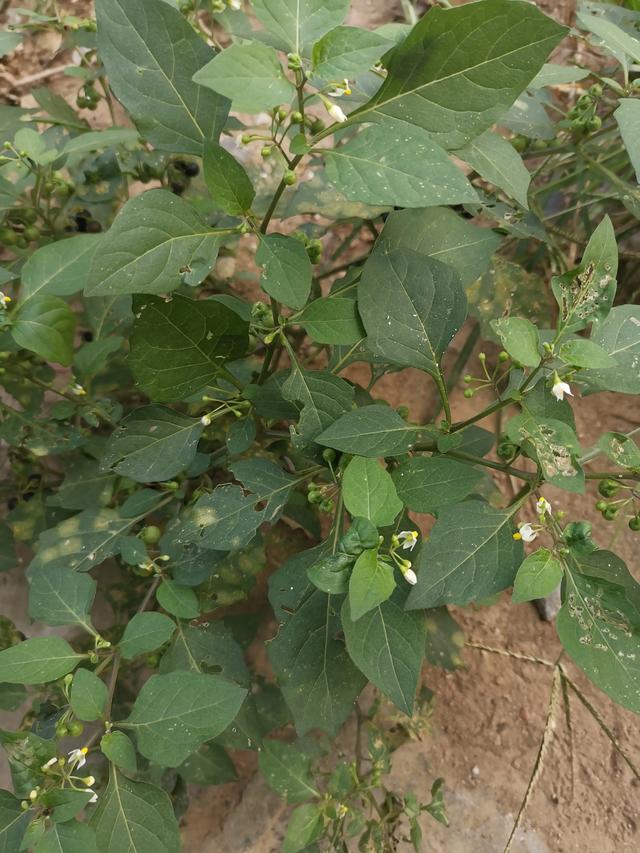 这是什么植物?-孤影寒剑的回答-头条问答