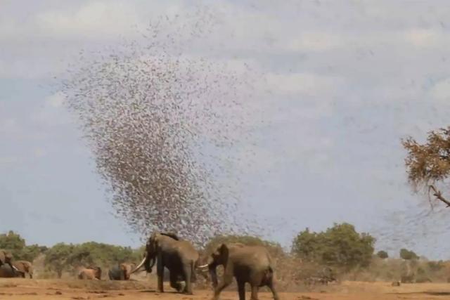 我国本地麻雀去哪了，20万只麻雀围攻一头大象，接下来会发生什么