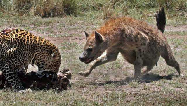 花豹:如何快速区分猎豹、花豹和美洲豹？