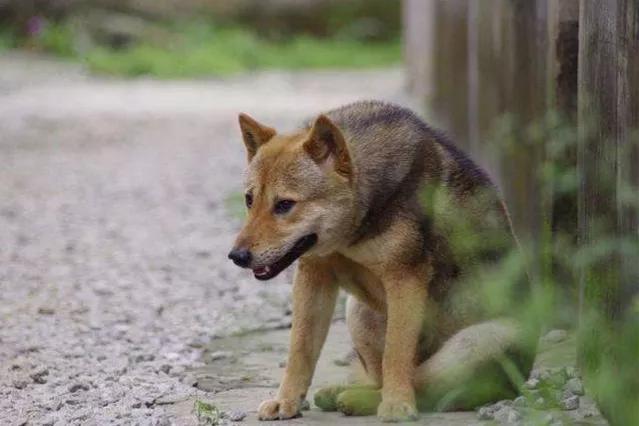 土狗子:土狗越来越少人养的原因有哪些？