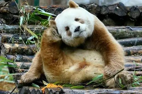棕色大熊猫阅读答案:大熊猫变成全白色为什么？