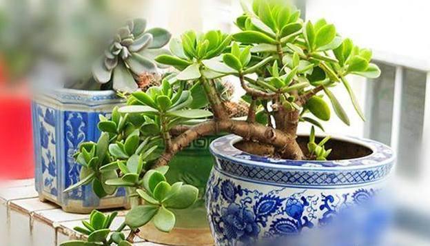 玉树养成盆景的几个技巧，为什么有人养在室内就容易挂掉呢？插图4