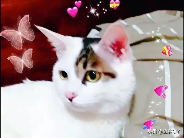 家猫:都说猫养不熟，是真的吗？