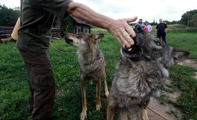 澳洲野犬 百科:听说放养的猪叫野猪，圈养的狼是狗，对吗？