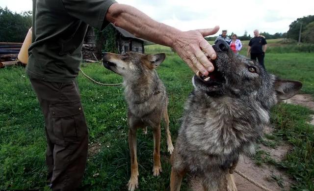 澳洲野犬:听说放养的猪叫野猪，圈养的狼是狗，对吗？