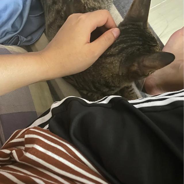 为什么猫更喜欢跟女主人玩耍？插图5