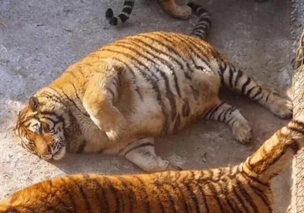 老虎怀孕大肚子图片图片