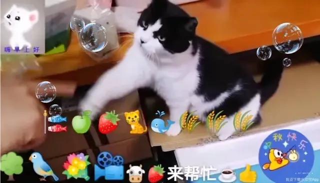 家猫:都说猫养不熟，是真的吗？
