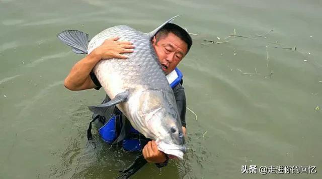 9年前湖中曾出青鱼王212斤:澄江的青鱼为什么那么鲜美？